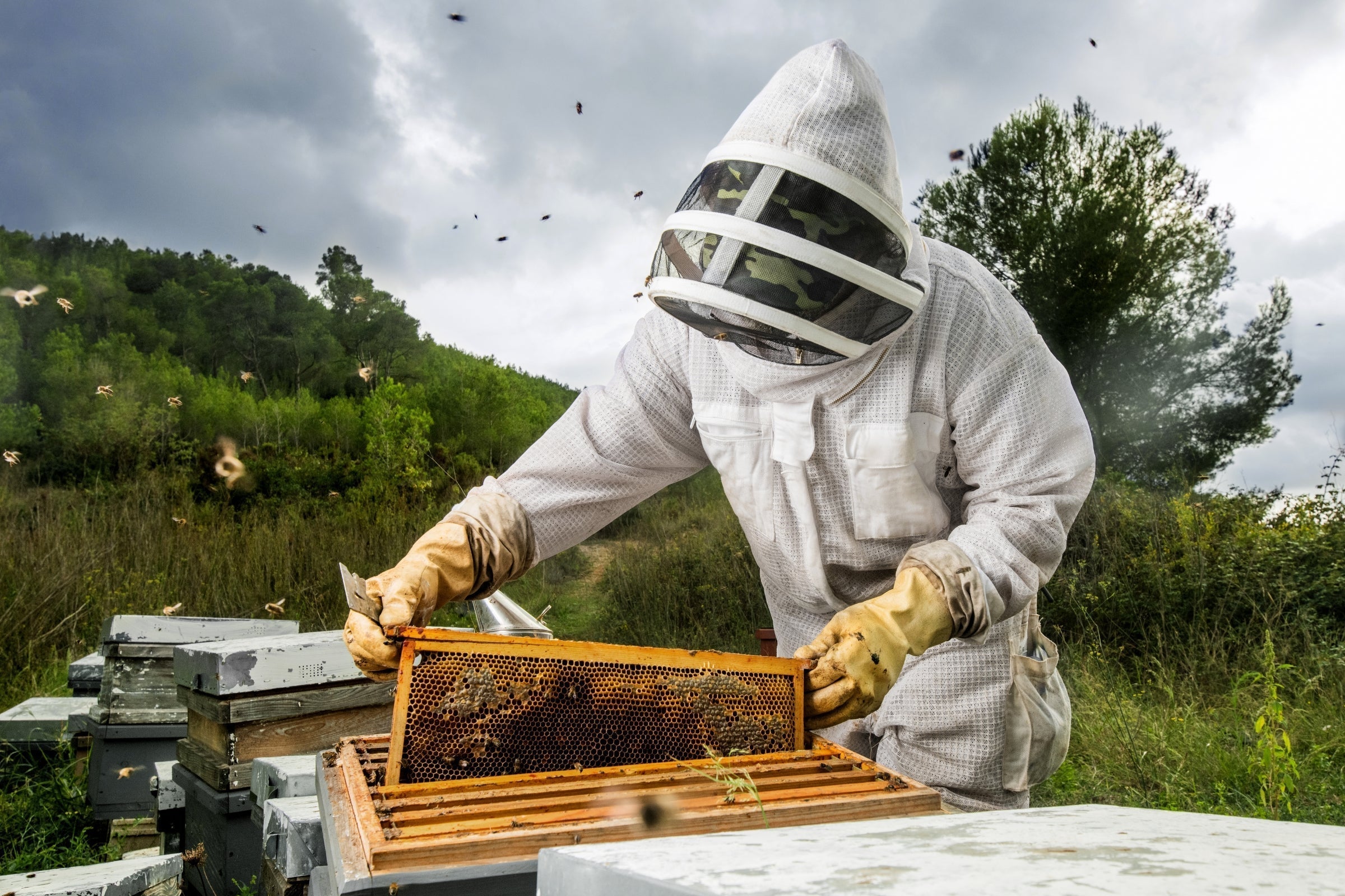 10 Fascinating Facts About Manuka Honey