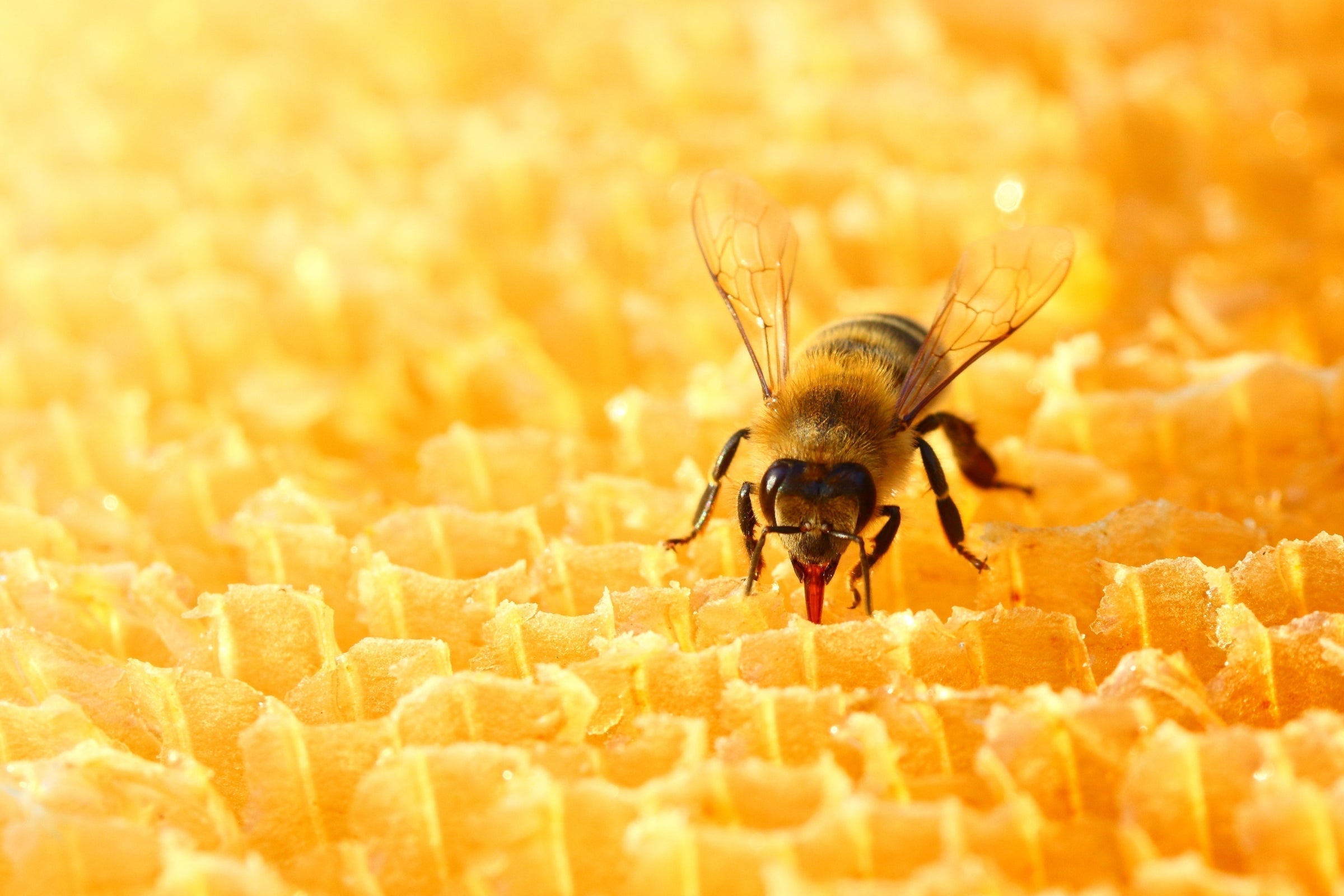 Manuka honey - 5 key benefits