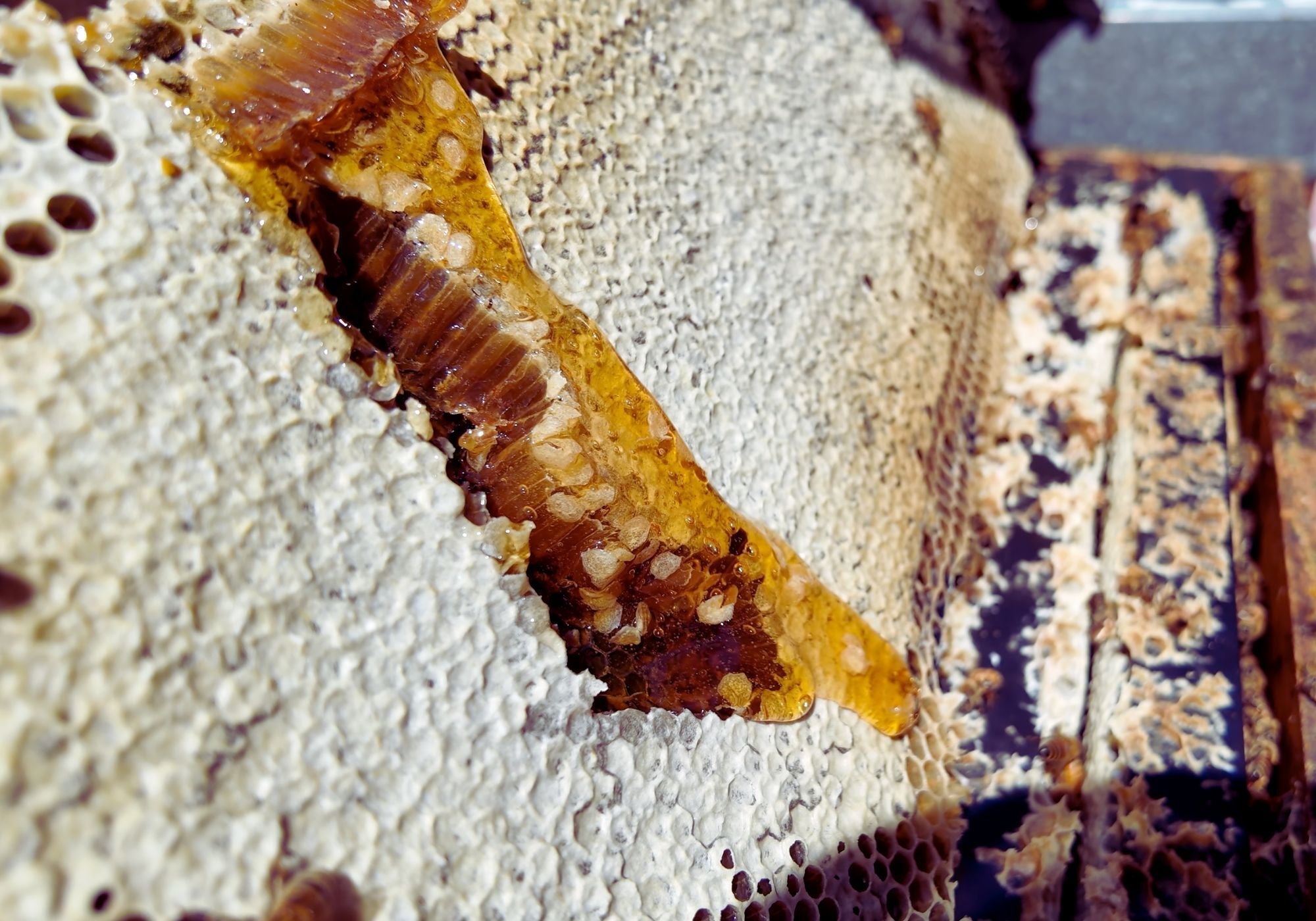 How to find the best Manuka honey