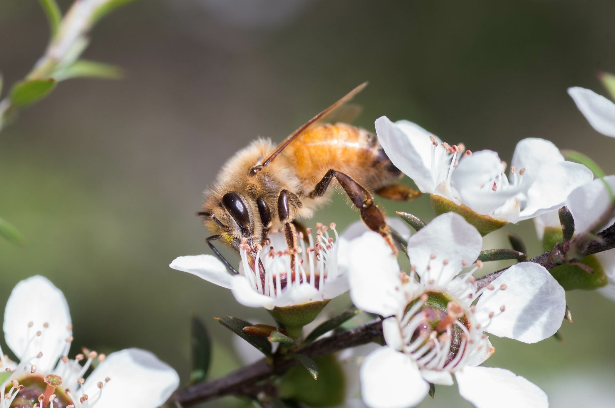 How to Identify Authentic Manuka