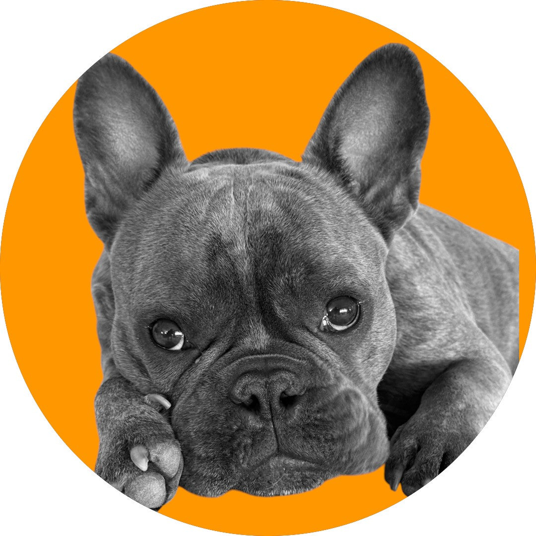French bulldog on orange background